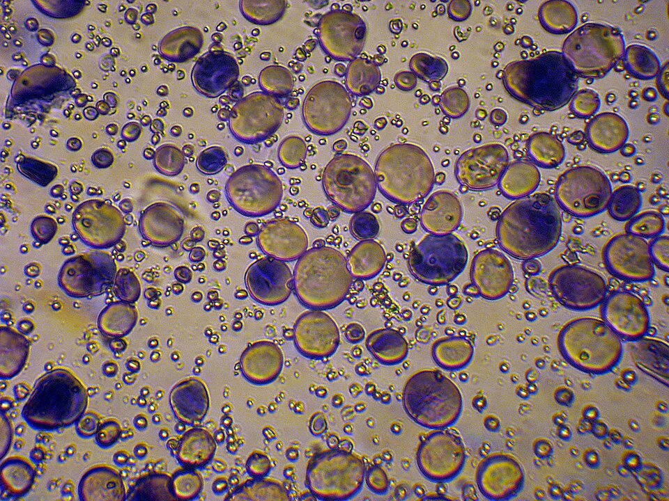 Light micrograph of wheat starch granules