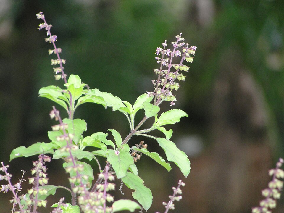 Holy basil (Ocimum tenuiflorum) in flower, one of the medicinal plants screened for antidiabetic and anticancer activity